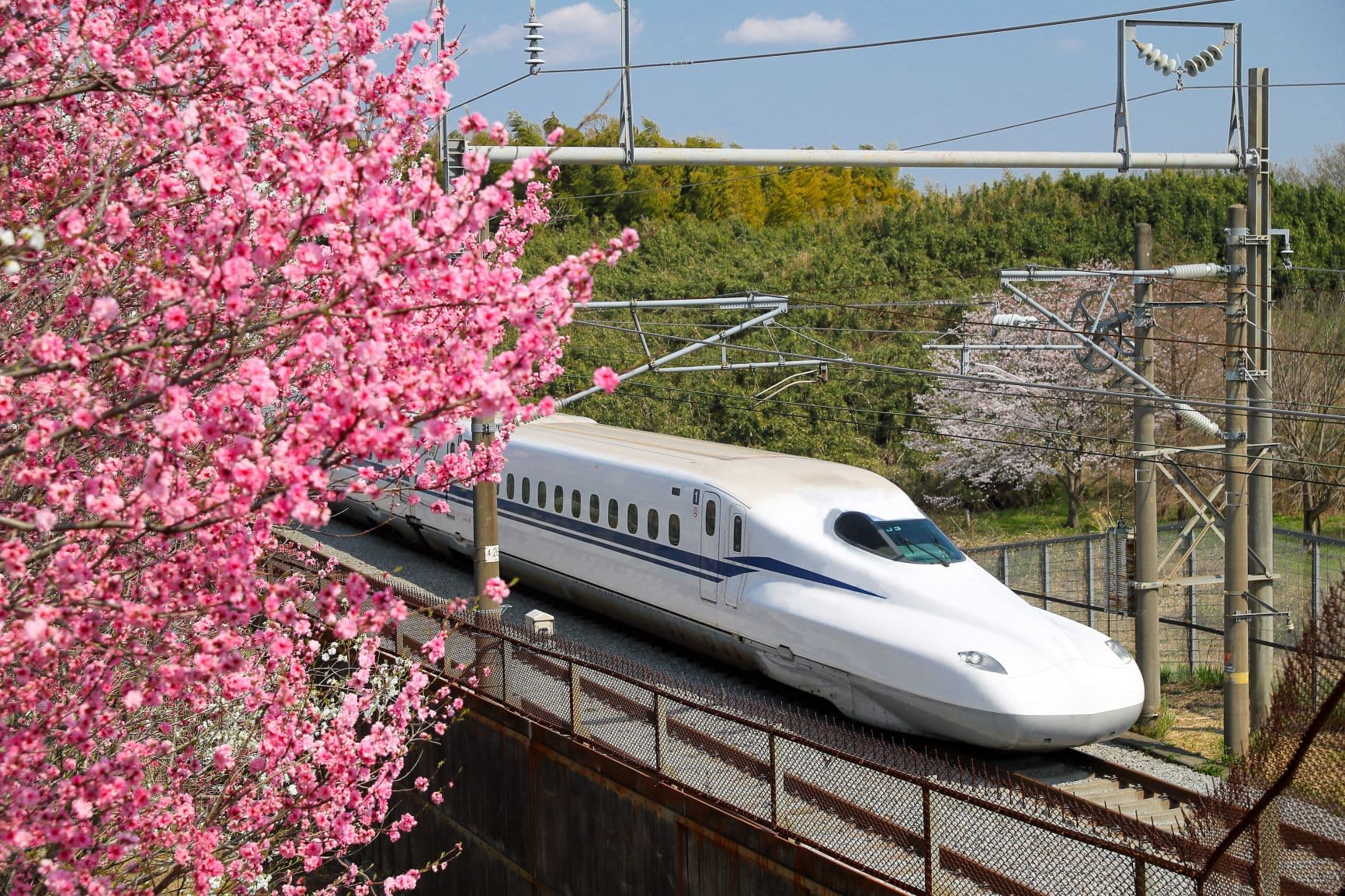 Shinkansen on dedicated track with cherry blossoms — the world standard for high-speed rail